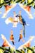 Happy Birdday