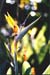 Birds of Paradise