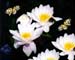 Water Lillies