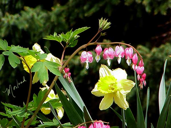 Bleeding_hearts