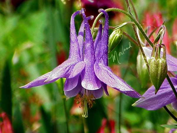 Columbine