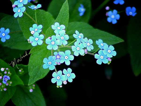 Forget-me-nots