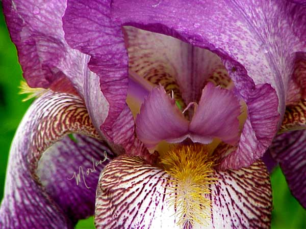 Iris-closeup
