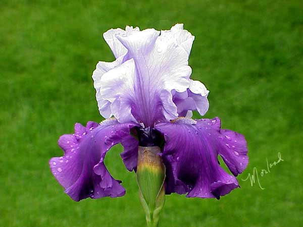 Iris-purple