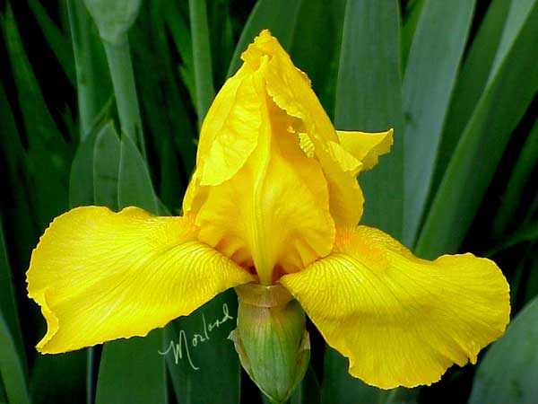 Iris-yellow