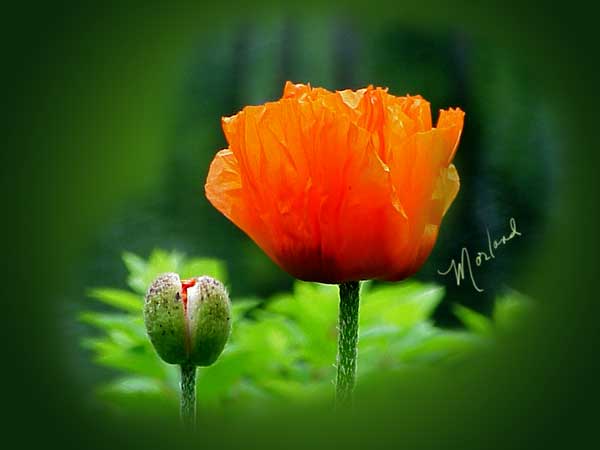 Poppy-vignette