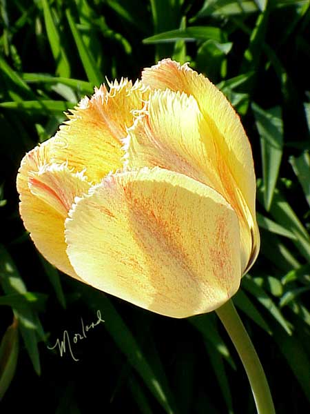 Tulip-variagated