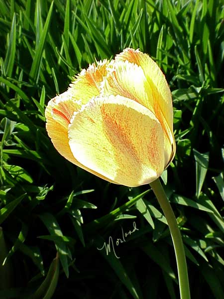 Tulip-variagated2