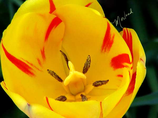 Tulip-variagated3