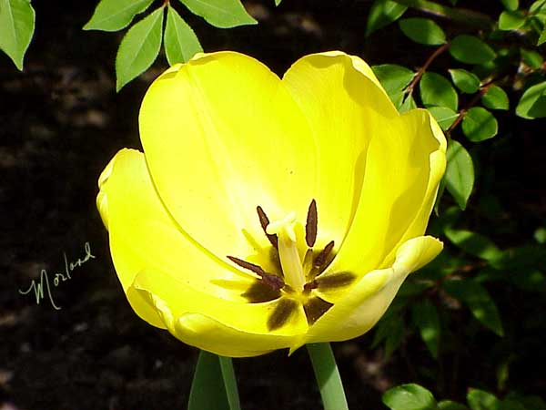 Tulip-yellow