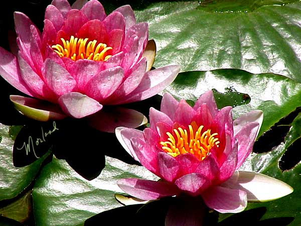 Waterlillies
