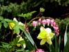 Bleeding_hearts