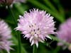 Chive-blossom