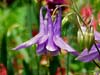 Columbine