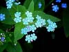 Forget-me-nots