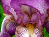 Iris-closeup