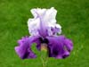 Iris-purple