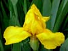 Iris-yellow