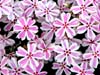 Peppermint