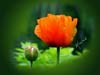 Poppy-vignette