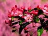 Tree-blossoms
