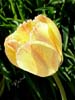 Tulip-variagated
