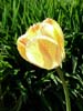Tulip-variagated2