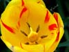 Tulip-variagated3