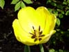 Tulip-yellow