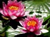 Waterlillies