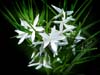 Whitestar